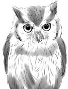 Elizabeth Porter Presents: Owl