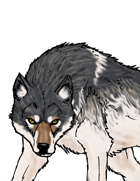 Wolf Gray