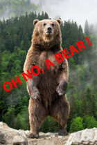 Oh No, A Bear!