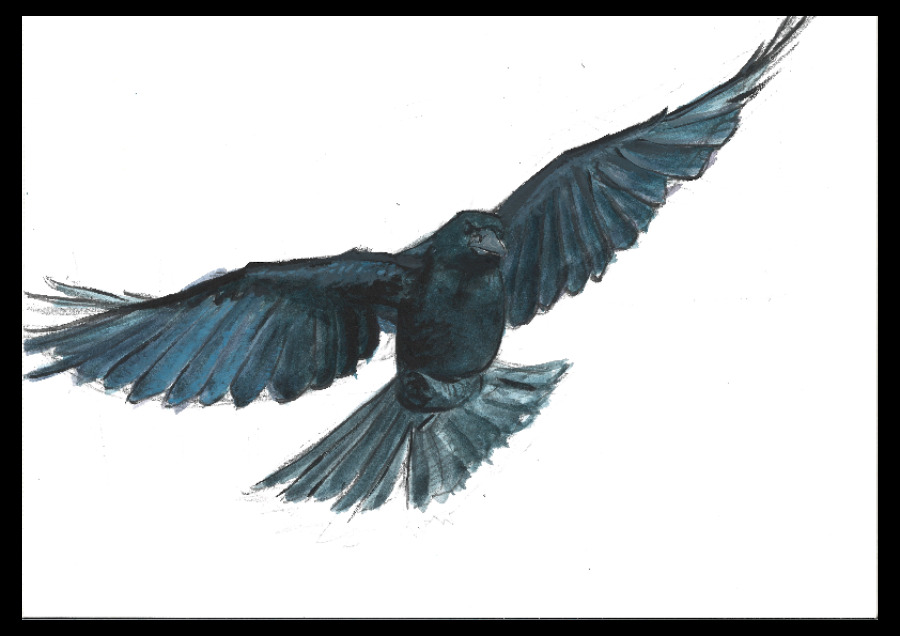 Soaring Raven – Hand-Drawn Illustration