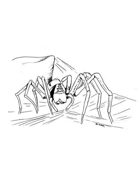 Spider Line Art B&W Filler