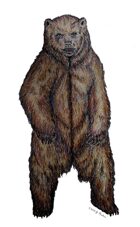 Standing Grizzly bear or cave bear filler art