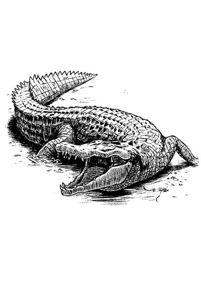 Filler spot - creature: crocodile - RPG Stock Art