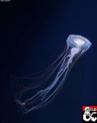 SpaceFaring Jellyfish - A D&D 5E Playable Race