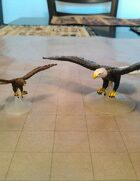 Eagle, Hawk and Vulture collection!
